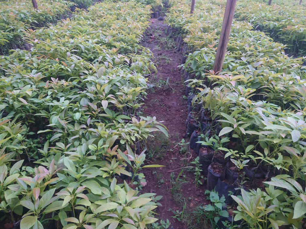 Nziza Fruit Farms Ltd - Image 2