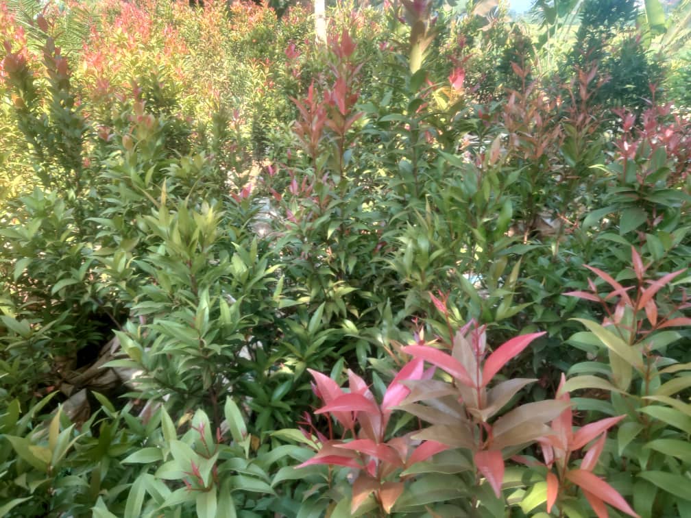 Uwimana Green Farms - Image 3