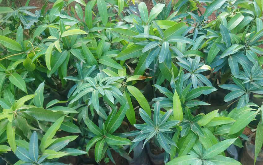 Mango Seedlings