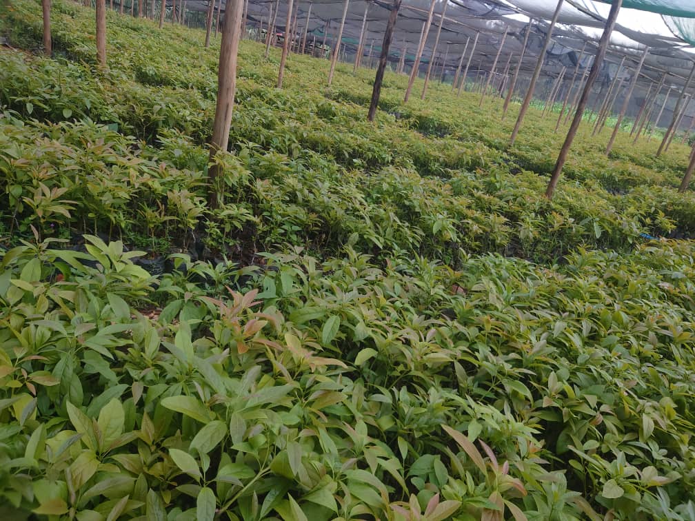 Avocado Seedlings
