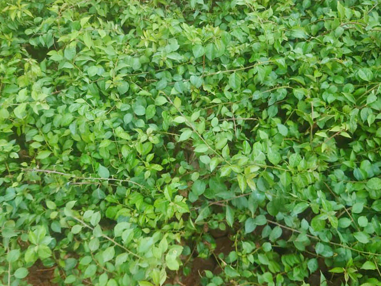 Mango Seedlings - Image 2