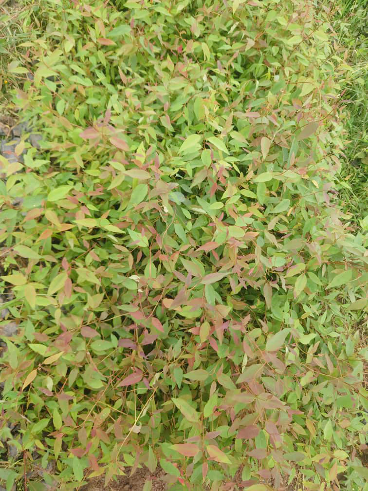 Mango Seedlings - Image 3