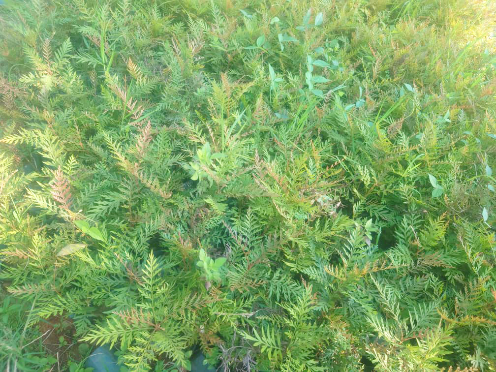 Mango Seedlings - Image 4